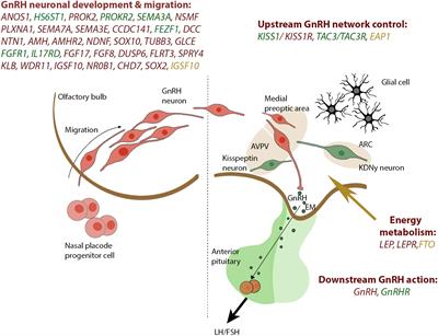 Genetic architecture of self-limited delayed puberty and congenital hypogonadotropic hypogonadism